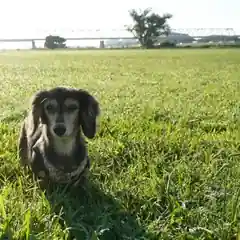 ミニチュアダックス・ちび